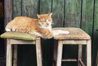 Ouvrir un bar à chats : les démarches à suivre