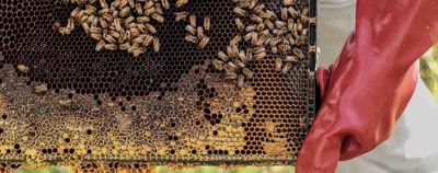 Devenir auto-entrepreneur apiculteur : mode d'emploi